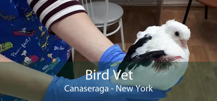 Bird Vet Canaseraga - New York