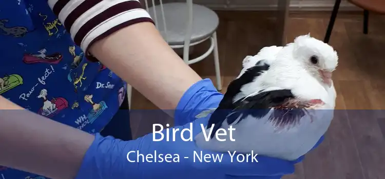 Bird Vet Chelsea - New York