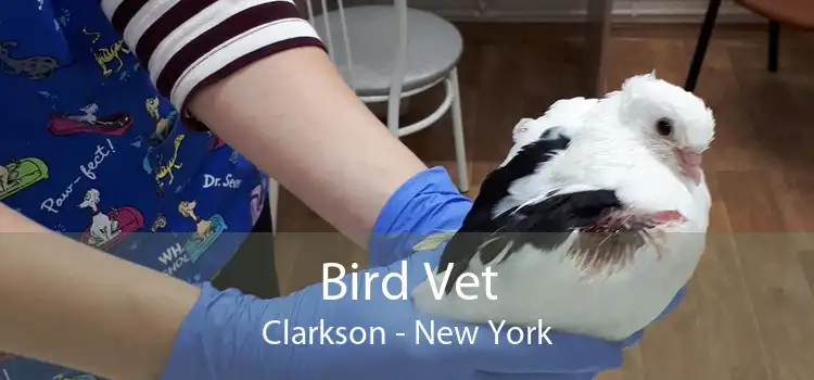 Bird Vet Clarkson - New York