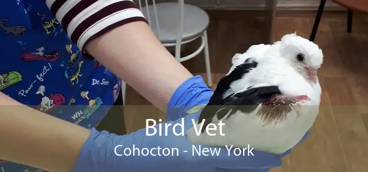 Bird Vet Cohocton - New York