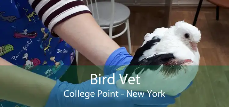 Bird Vet College Point - New York