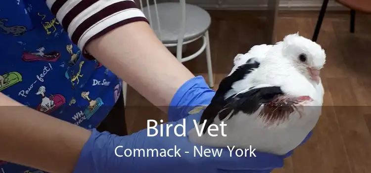 Bird Vet Commack - New York