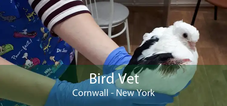 Bird Vet Cornwall - New York