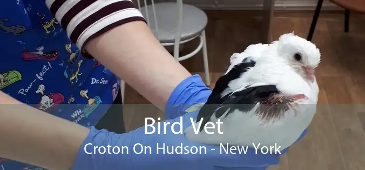 Bird Vet Croton On Hudson - New York