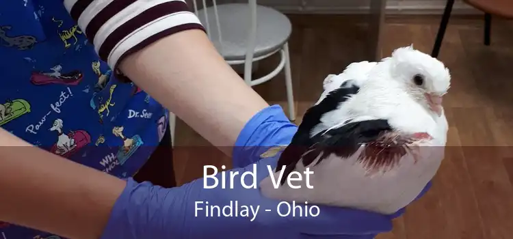 Bird Vet Findlay - Ohio