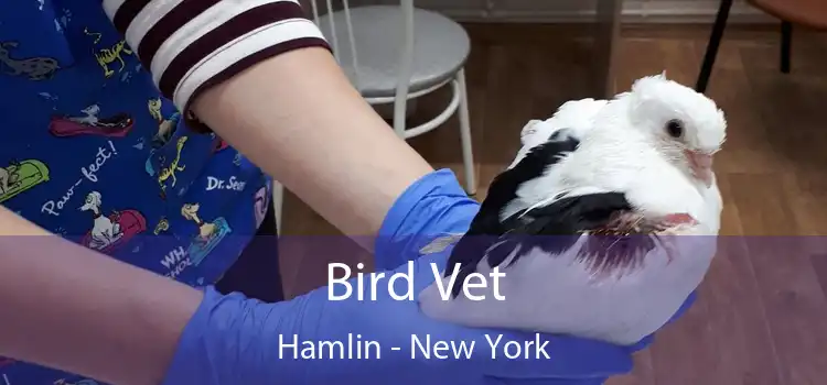 Bird Vet Hamlin - New York