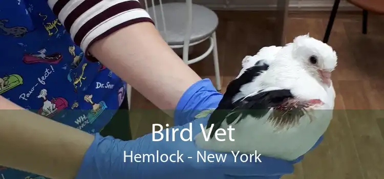 Bird Vet Hemlock - New York