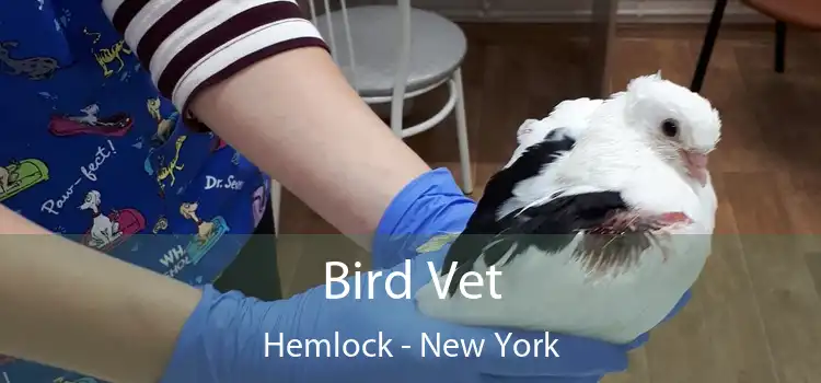 Bird Vet Hemlock - New York