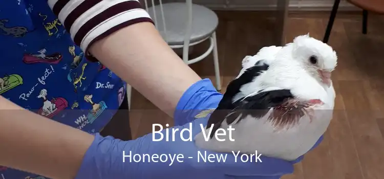 Bird Vet Honeoye - New York