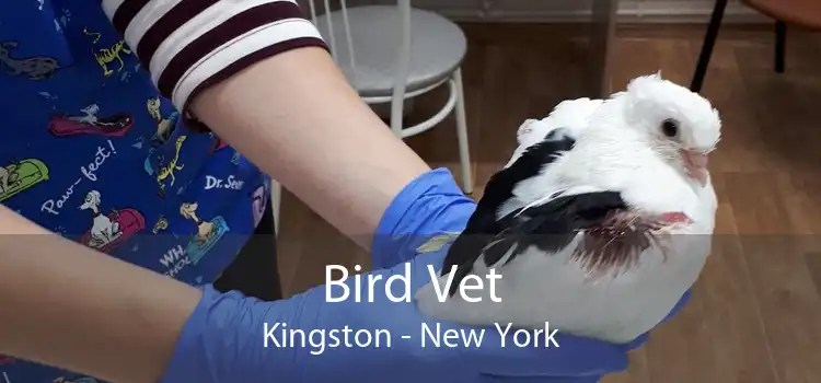 Bird Vet Kingston - New York