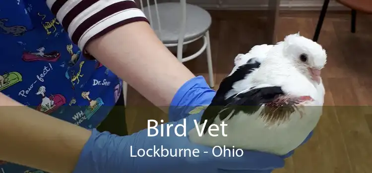 Bird Vet Lockburne - Ohio
