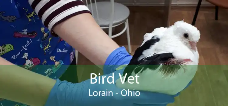 Bird Vet Lorain - Ohio