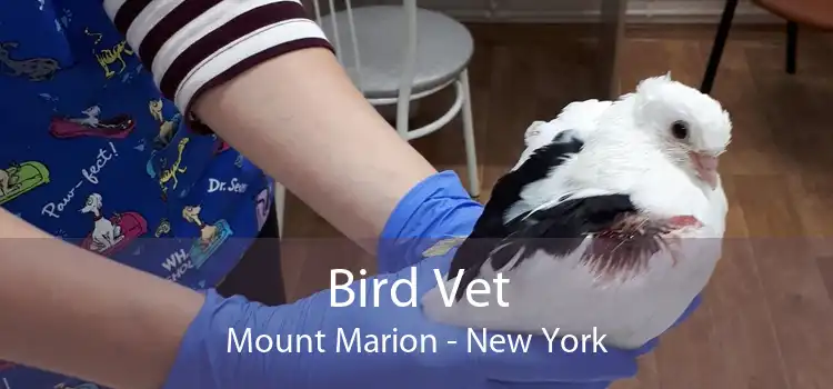 Bird Vet Mount Marion - New York