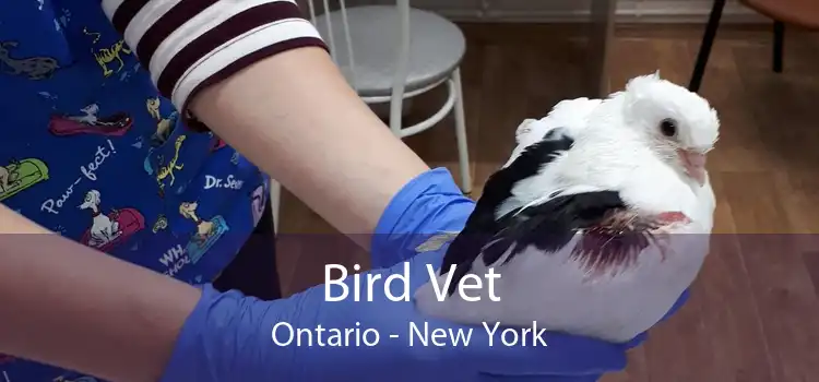 Bird Vet Ontario - New York