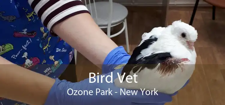 Bird Vet Ozone Park - New York