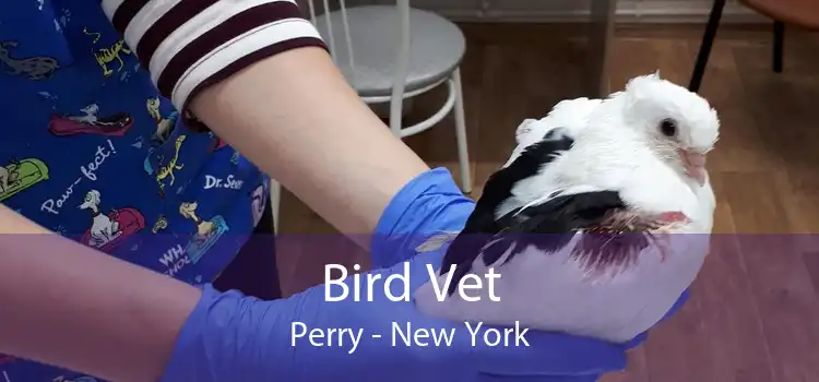 Bird Vet Perry - New York