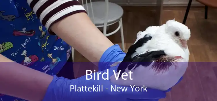 Bird Vet Plattekill - New York