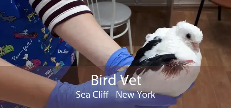 Bird Vet Sea Cliff - New York