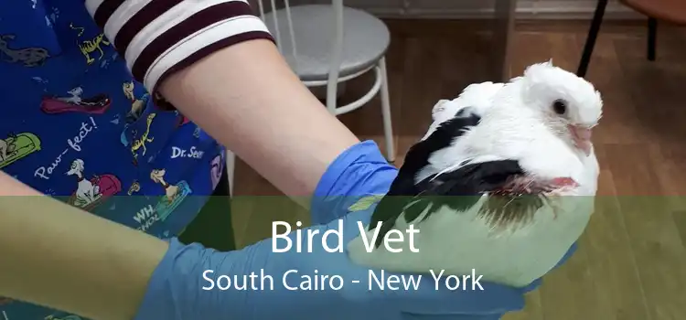 Bird Vet South Cairo - New York