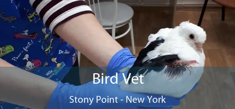 Bird Vet Stony Point - New York