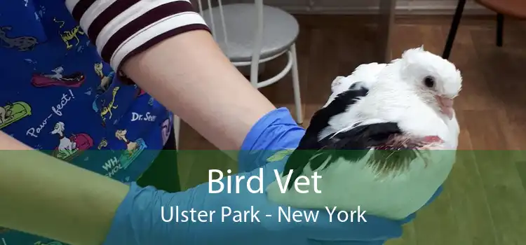 Bird Vet Ulster Park - New York