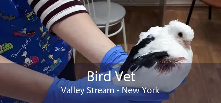 Bird Vet Valley Stream - New York