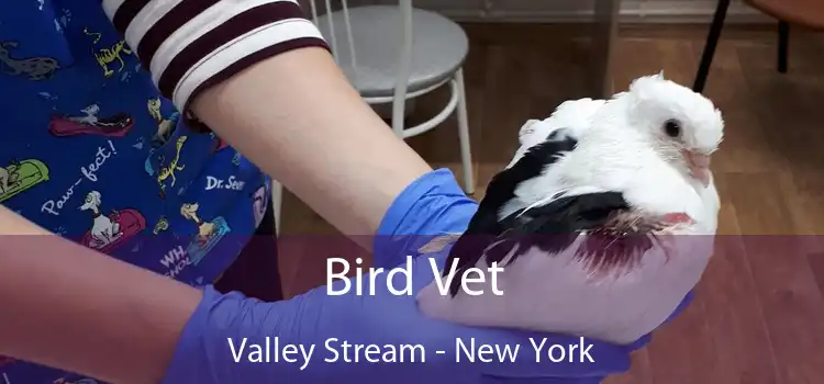 Bird Vet Valley Stream - New York