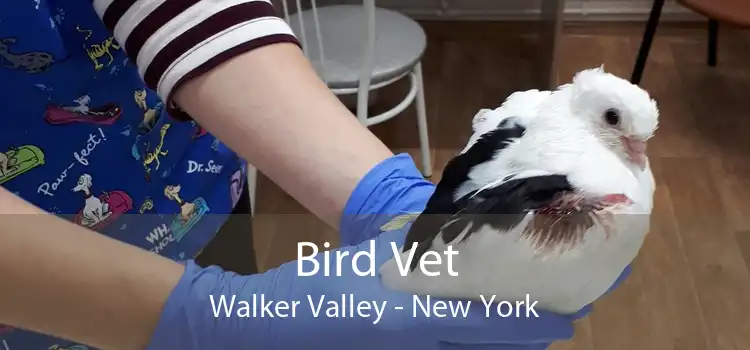 Bird Vet Walker Valley - New York