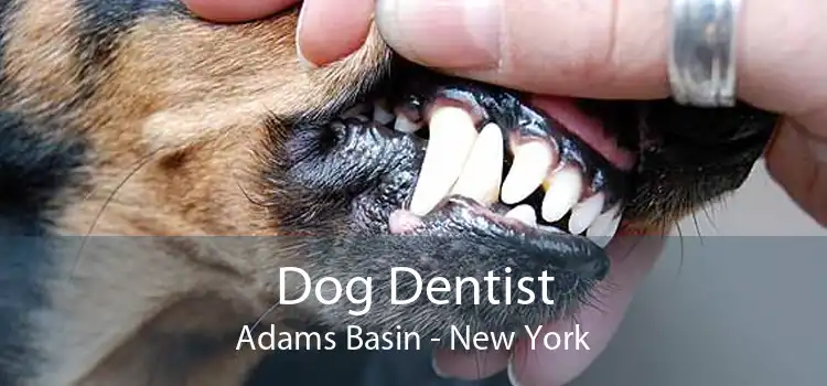 Dog Dentist Adams Basin - New York