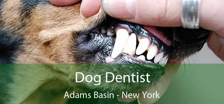 Dog Dentist Adams Basin - New York