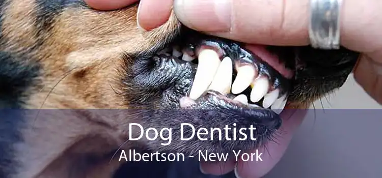 Dog Dentist Albertson - New York