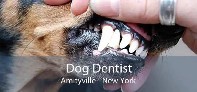 Dog Dentist Amityville - New York