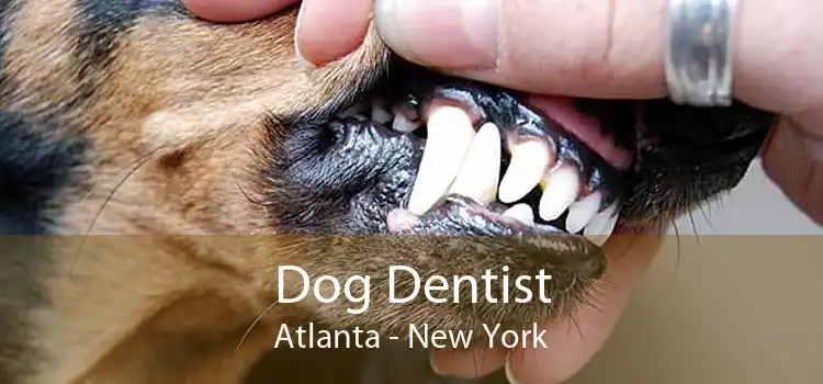 Dog Dentist Atlanta - New York