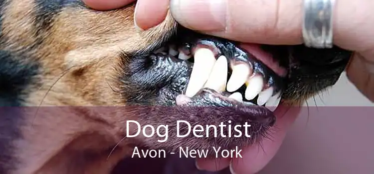 Dog Dentist Avon - New York