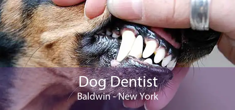 Dog Dentist Baldwin - New York