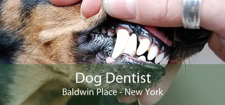 Dog Dentist Baldwin Place - New York