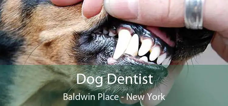 Dog Dentist Baldwin Place - New York