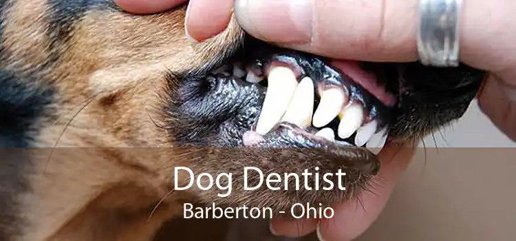 Dog Dentist Barberton - Ohio