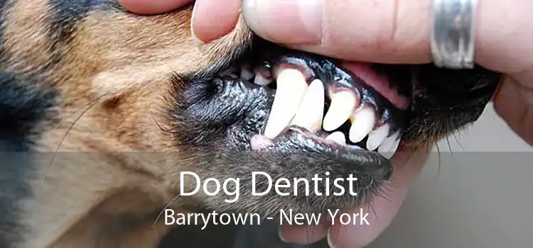 Dog Dentist Barrytown - New York