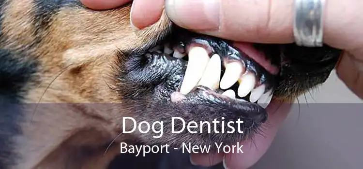 Dog Dentist Bayport - New York