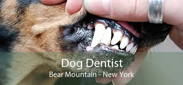 Dog Dentist Bear Mountain - New York
