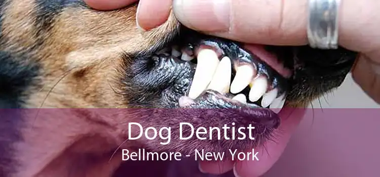 Dog Dentist Bellmore - New York