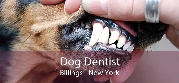Dog Dentist Billings - New York