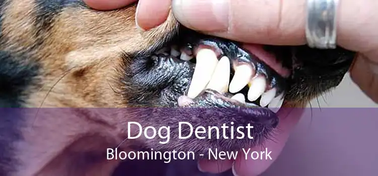 Dog Dentist Bloomington - New York