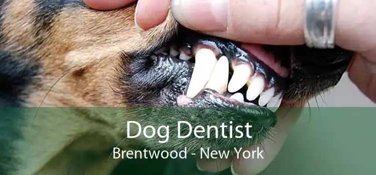 Dog Dentist Brentwood - New York