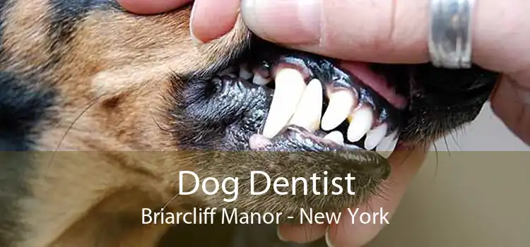 Dog Dentist Briarcliff Manor - New York