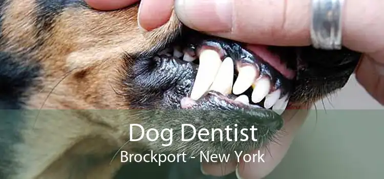 Dog Dentist Brockport - New York