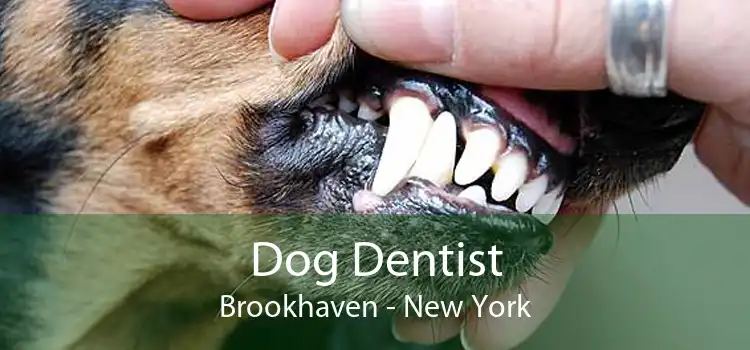 Dog Dentist Brookhaven - New York