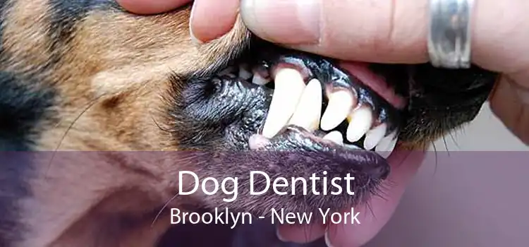 Dog Dentist Brooklyn - New York