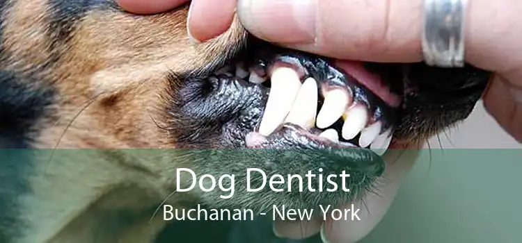 Dog Dentist Buchanan - New York